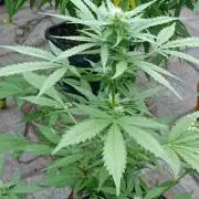 Super Boof XL Auto Outdoor