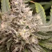 Astro Lemonade F1