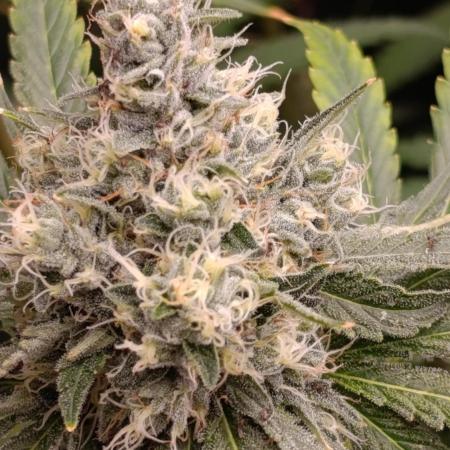 Astro Lemonade F1