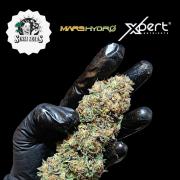 Super Lemon Cherry