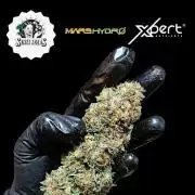 Super Lemon Cherry