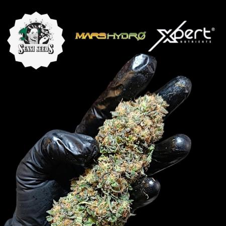 Super Lemon Cherry