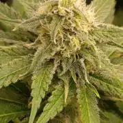 Mango Crack