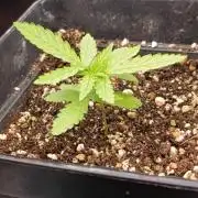 Papaya Stank