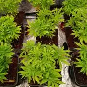 Privileged Baddie Xpertnutrients