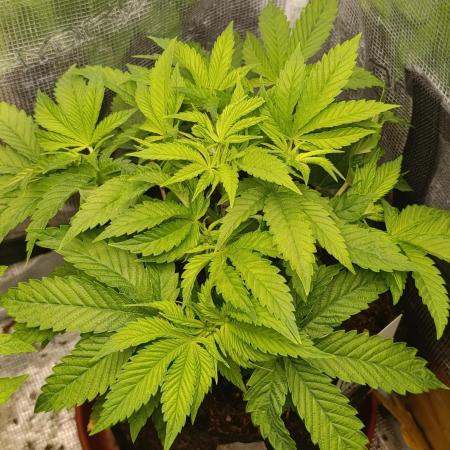 GokuZ OG Test & Marshydro