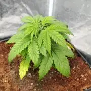 Sour Puffs Xpertnutrients