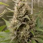 Pineapple Jack