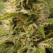 Pineapple Jack