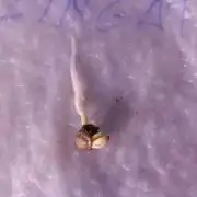 Zingatsu Xpertnutrients