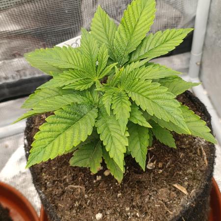 GokuZ OG Test & Marshydro