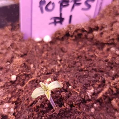 Sour Puffs Xpertnutrients