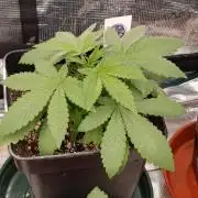 Lord Kush