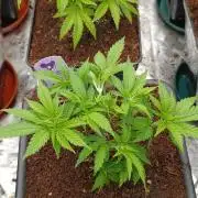 Red Banana Pudding II Marshydro