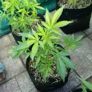 Papaya Zoap Auto
