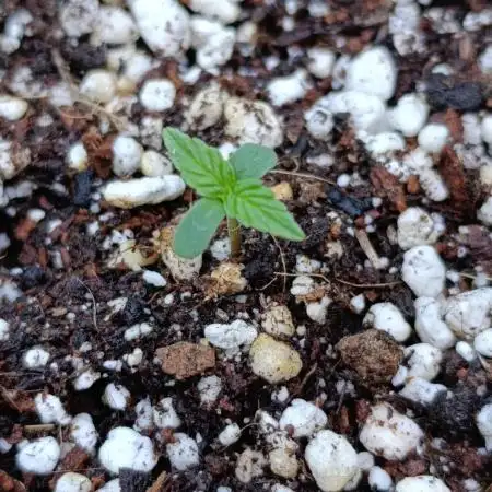 Milky Way F1 Auto