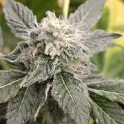 California Octane Triploid