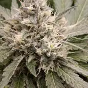 Astro Lemonade F1