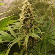 Pineapple Jack