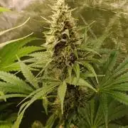 Pineapple Jack