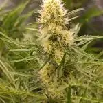 Mentha de Croco Fem Xpertnutrients