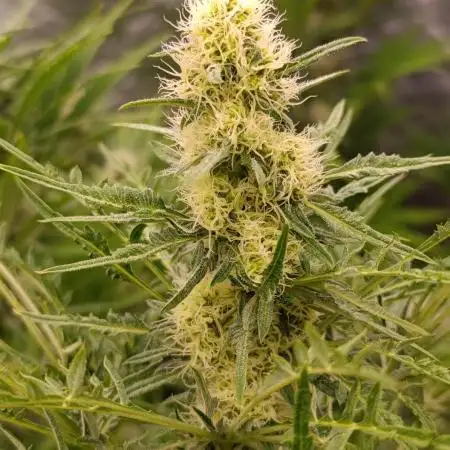 Mentha de Croco Fem Xpertnutrients