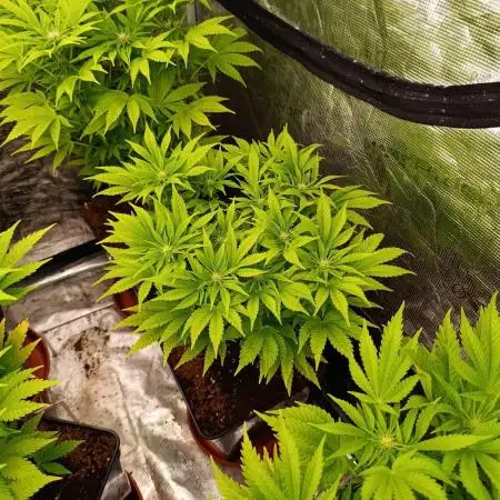 Sour Puffs Xpertnutrients