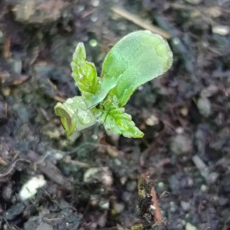 Strawberry Gorilla Rf3 Auto
