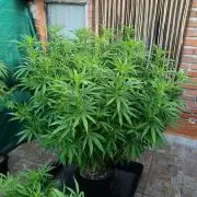 Gello Z & Xpertnutrients