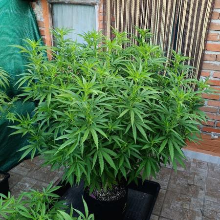 Gello Z & Xpertnutrients