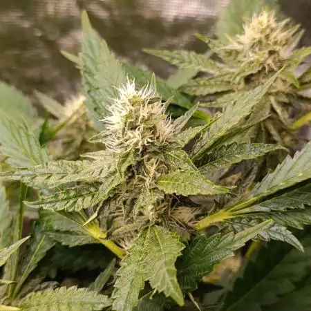 Sticky Queen Flower