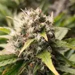 Mental Rainbow Xpertnutrients