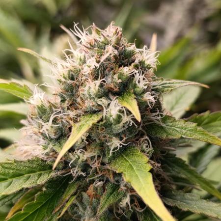 Mental Rainbow Xpertnutrients