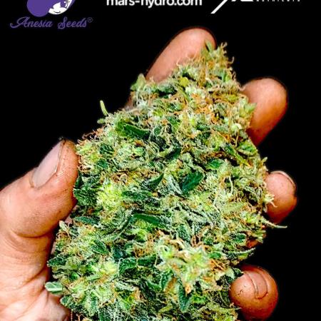 Captain Future Anesia & Marshydro 