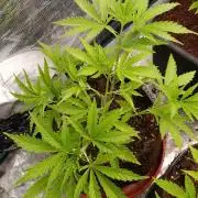 Sundae Driver Marshydro