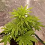 Ice Cream Haze Xpertnutrients