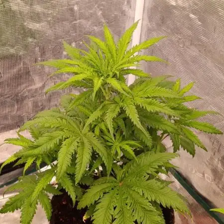 Ice Cream Haze Xpertnutrients