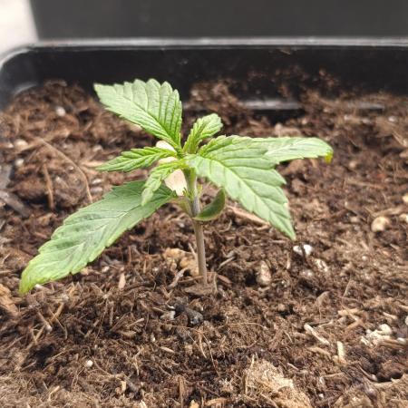 Zingatsu Xpertnutrients