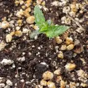 Banana Cream OG