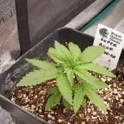 Super Boof RQS