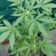 Papaya Zoap Auto