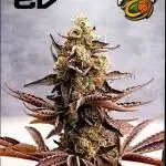 Papayton Xpertnutrients