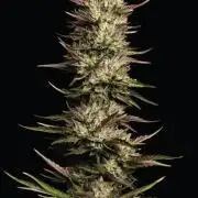 California Octane Triploid