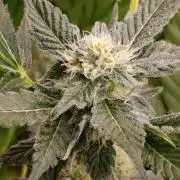 California Octane Triploid