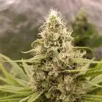 A5 Chaze x Marshydro