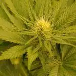 Papayton Xpertnutrients
