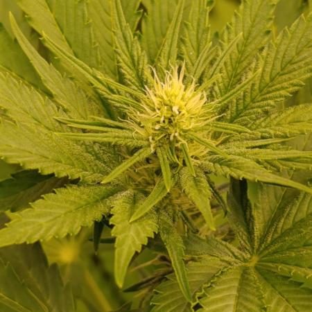 Papayton Xpertnutrients