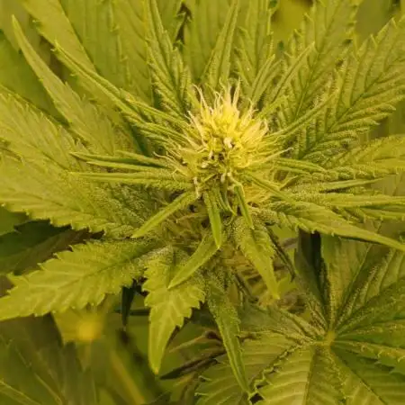 Papayton Xpertnutrients
