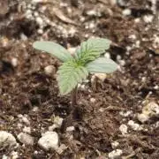 Sundae Driver Marshydro