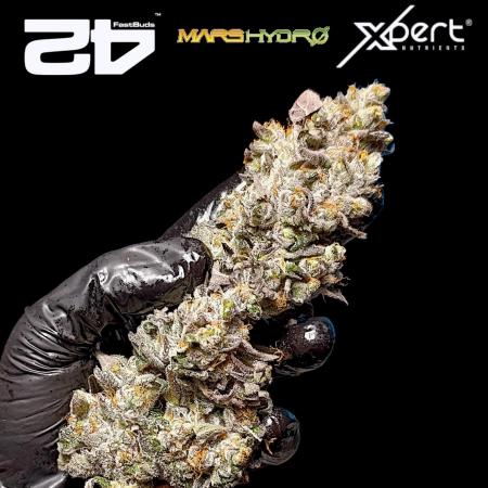 Papayton Xpertnutrients